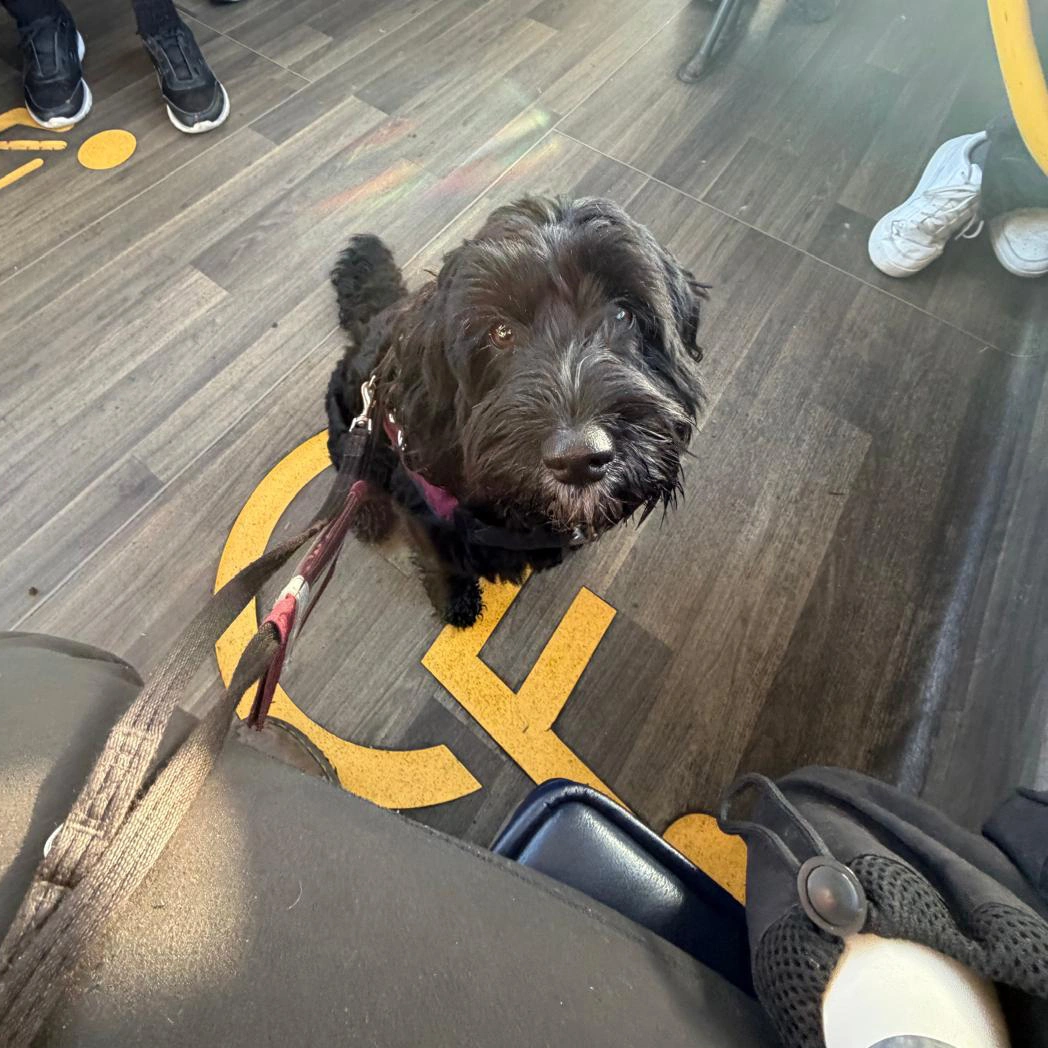 A black coloured dog sitting on a bus floor looking up intently.