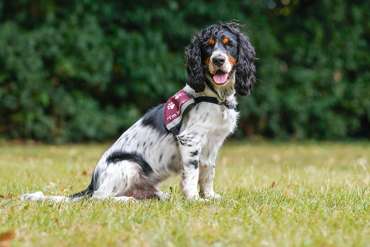 A black and white socker spaniel, wearing a training jacket sitting on grass.