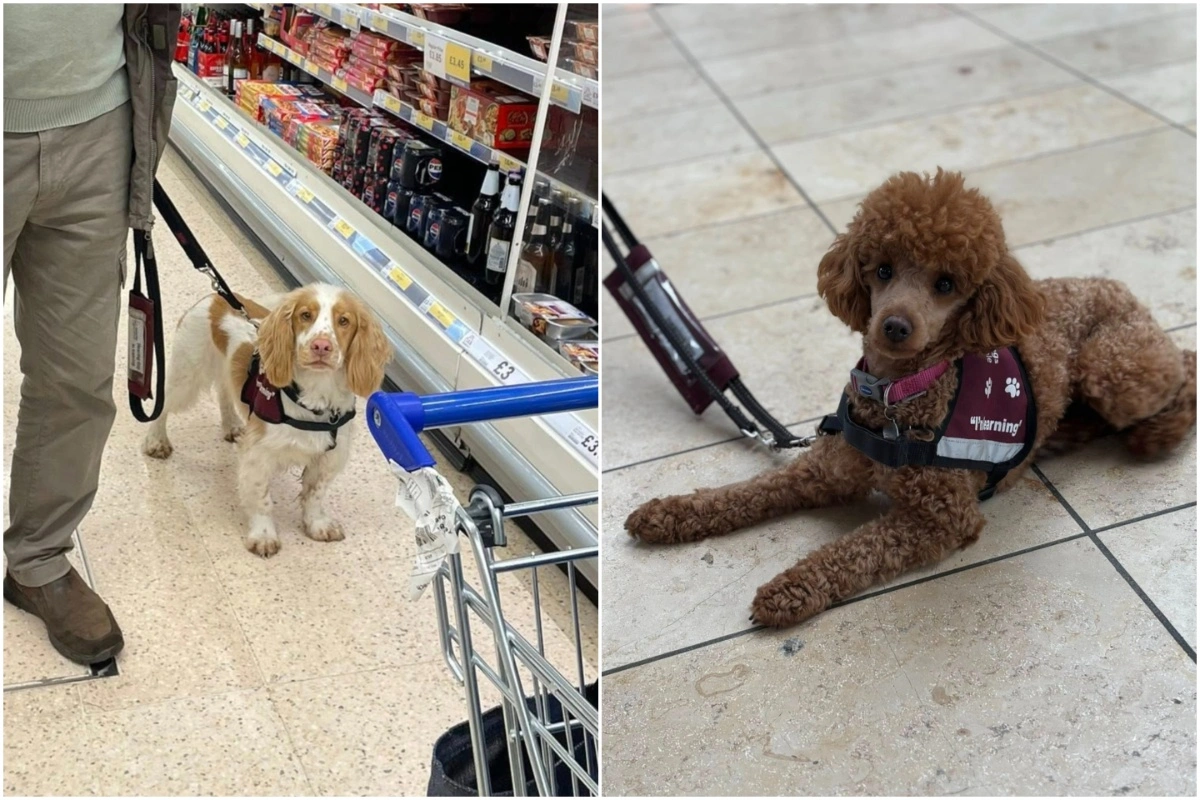 A collage of two photos. On the left a light furred cocker spaniel in a supermarket aisle. On the right a brown poodle is settled on a tiled floor. Both dogs have training jackets.