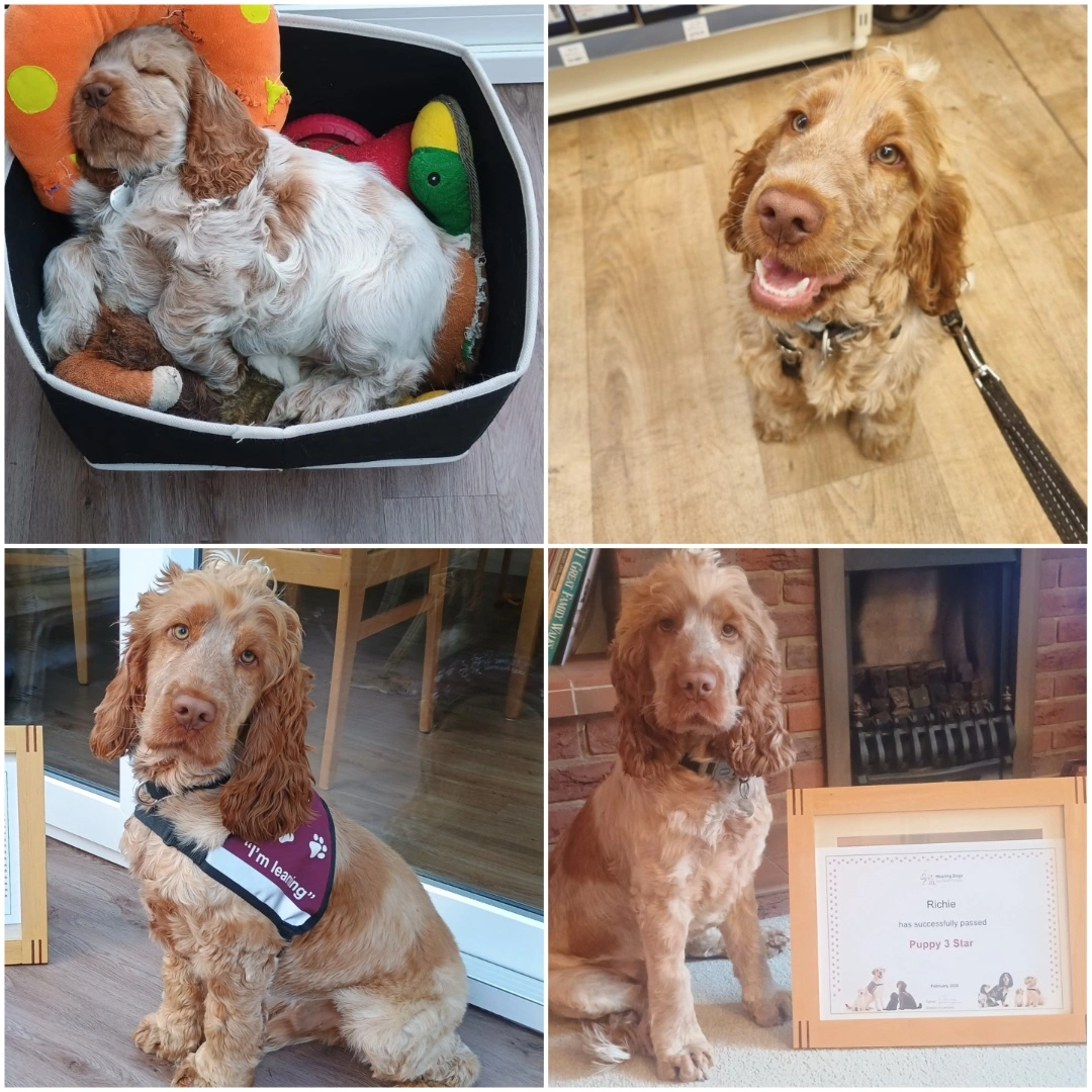 Collage of 4 photos. Clockwise from top left, Richie as a puppy sleeping in a basket, then in a shop, thirdly richie sitting beside his 3 star certificate and lastly wearing a training jacket.