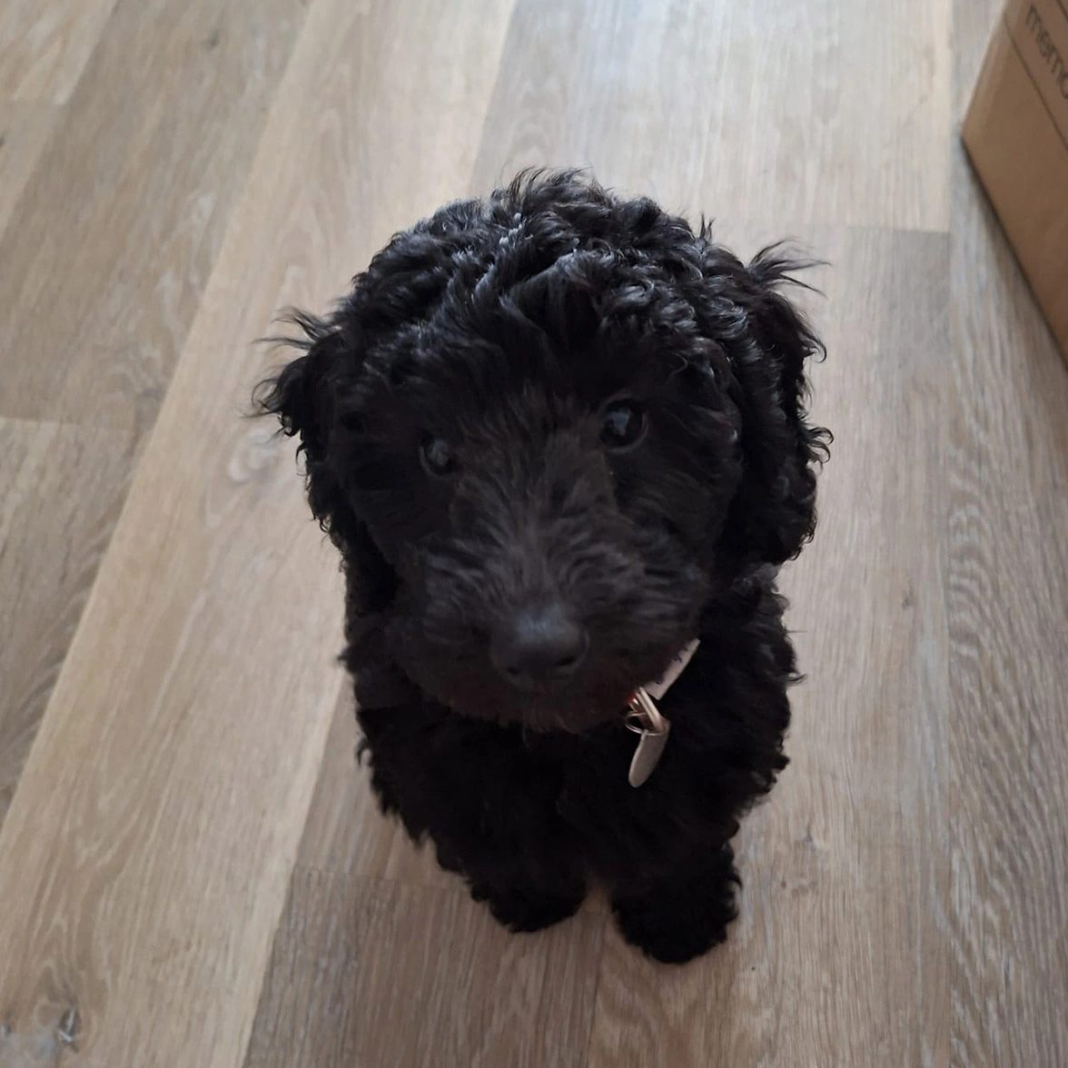 Black Miniature Poodle sitting