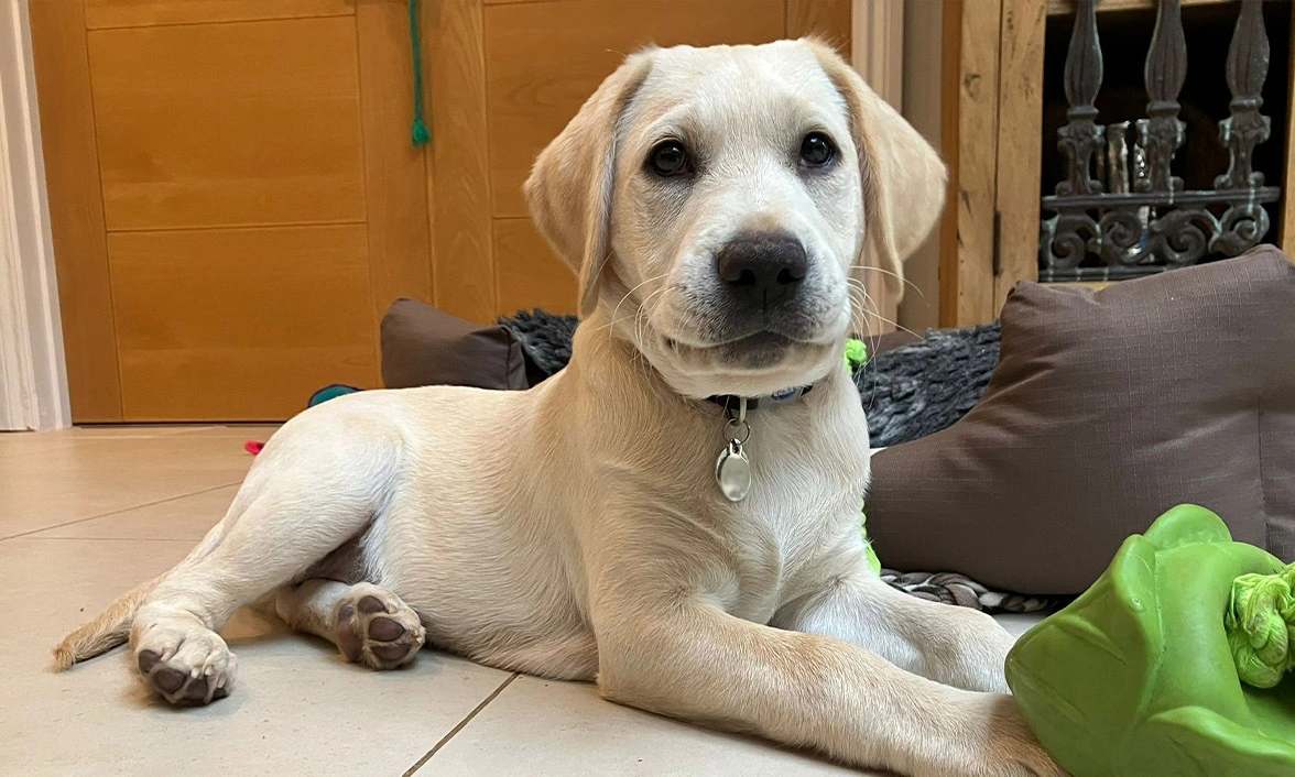 Yellow Labrador puppy laying down with green squishy toy