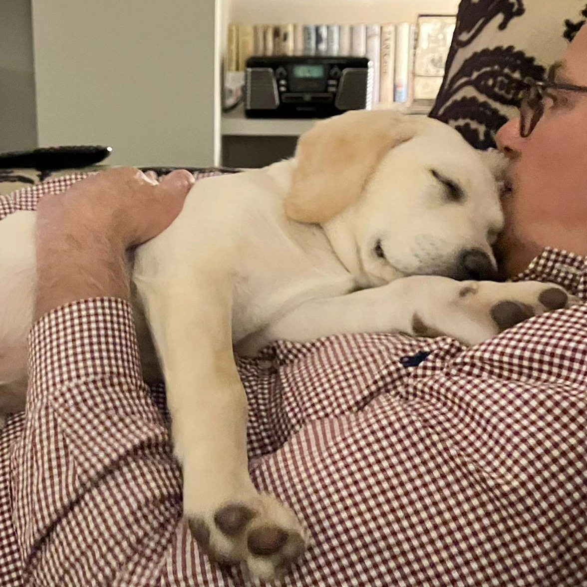 Yellow Labrador puppy sleeping on man