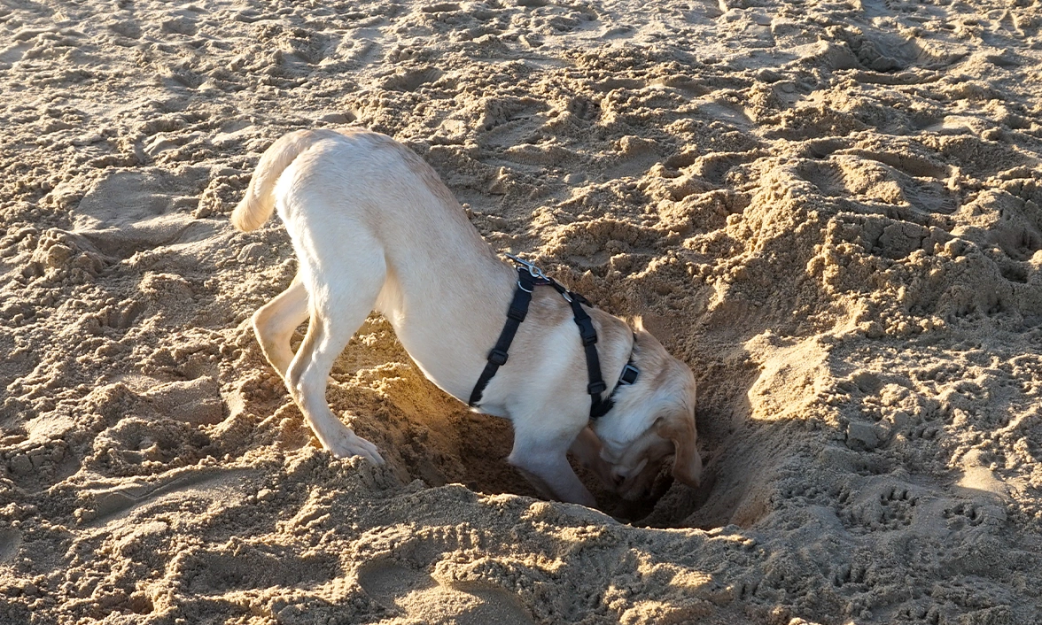 Yellow Labrador digging hole in the sand