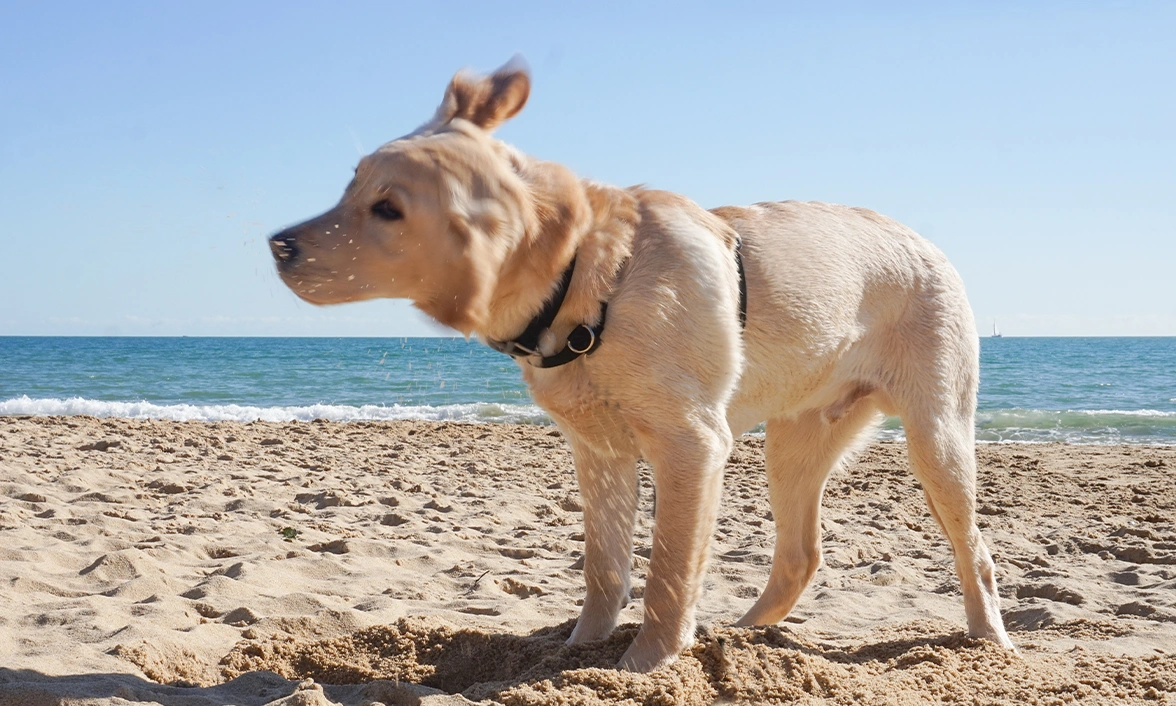 Yellow Labrador shaking sand off on the beach