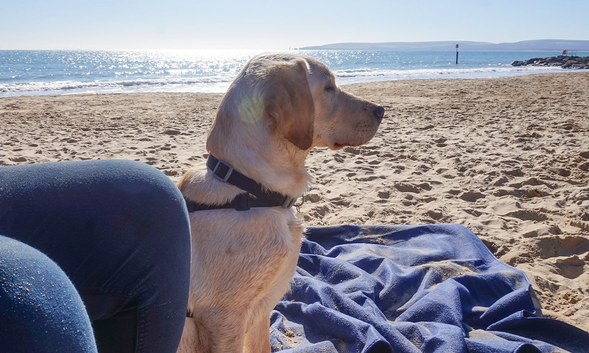 Yellow Labrador sitting on towel on beach