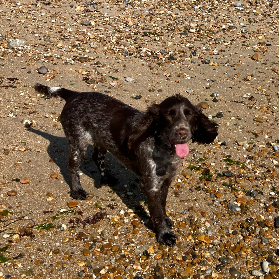 Brown Cocker Spaniel puppy looking happy on the sand