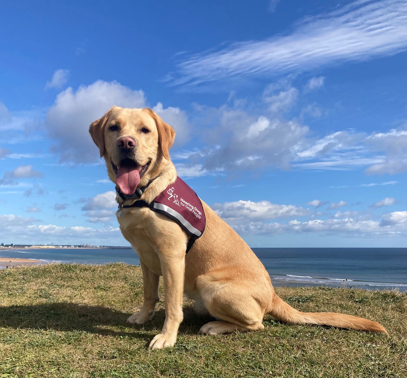 A light coloured labrador sitting on short grass against a backdrop of blue sky, clouds and sea in the distance.. He is wearing a burgundy hearing dogs jacket.