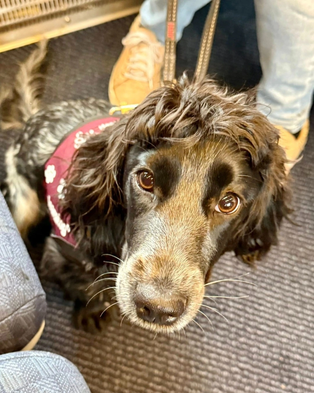 A black haired cocker spaniel is seen sitting on a train floor. She is looking up into camera and is wearing a training jacket.