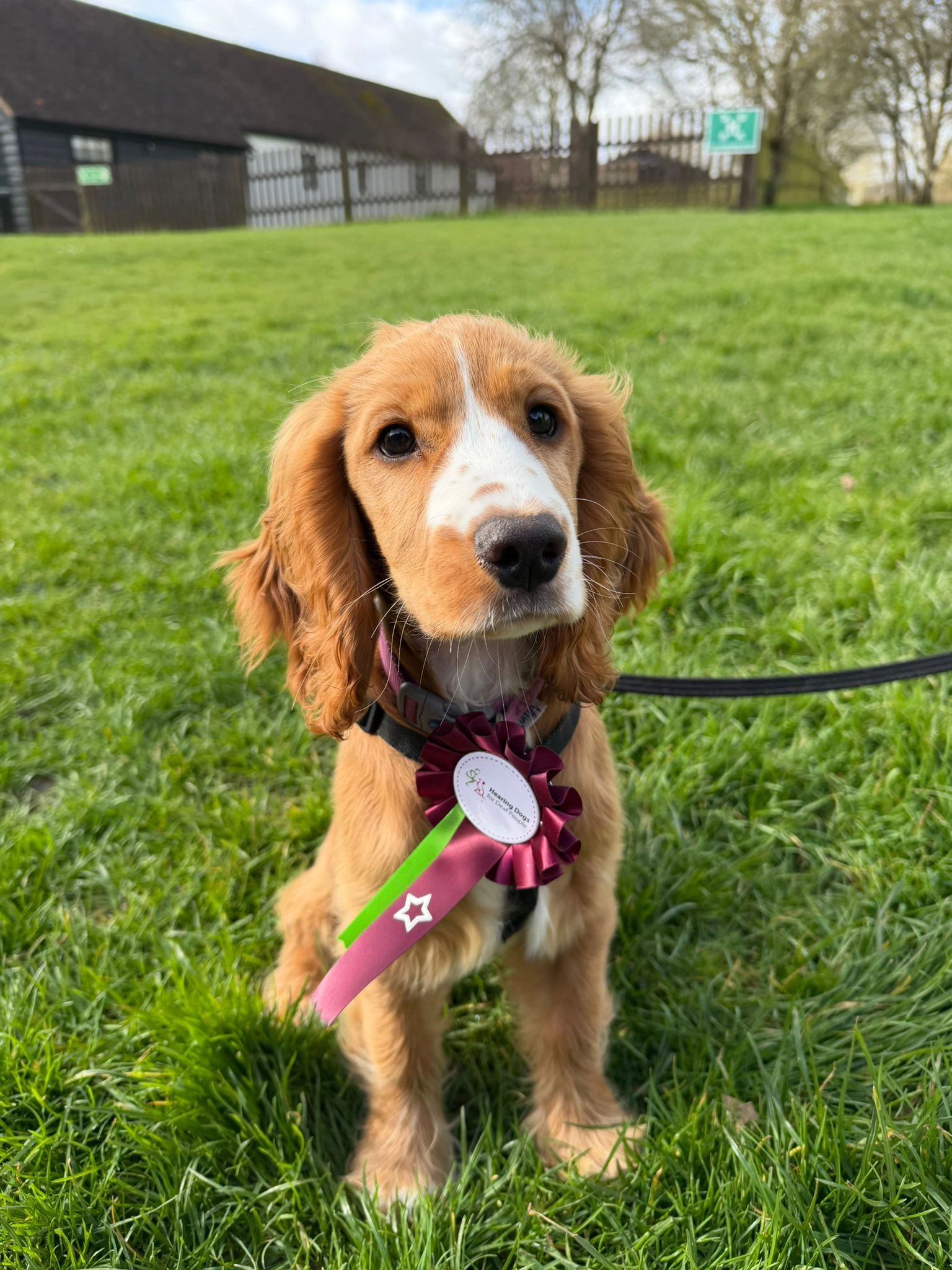 A very cute light brown and white cocker spaniel puppy sitting in a grassy field. She has a rosette with burgundy and green ribbons on her collar.