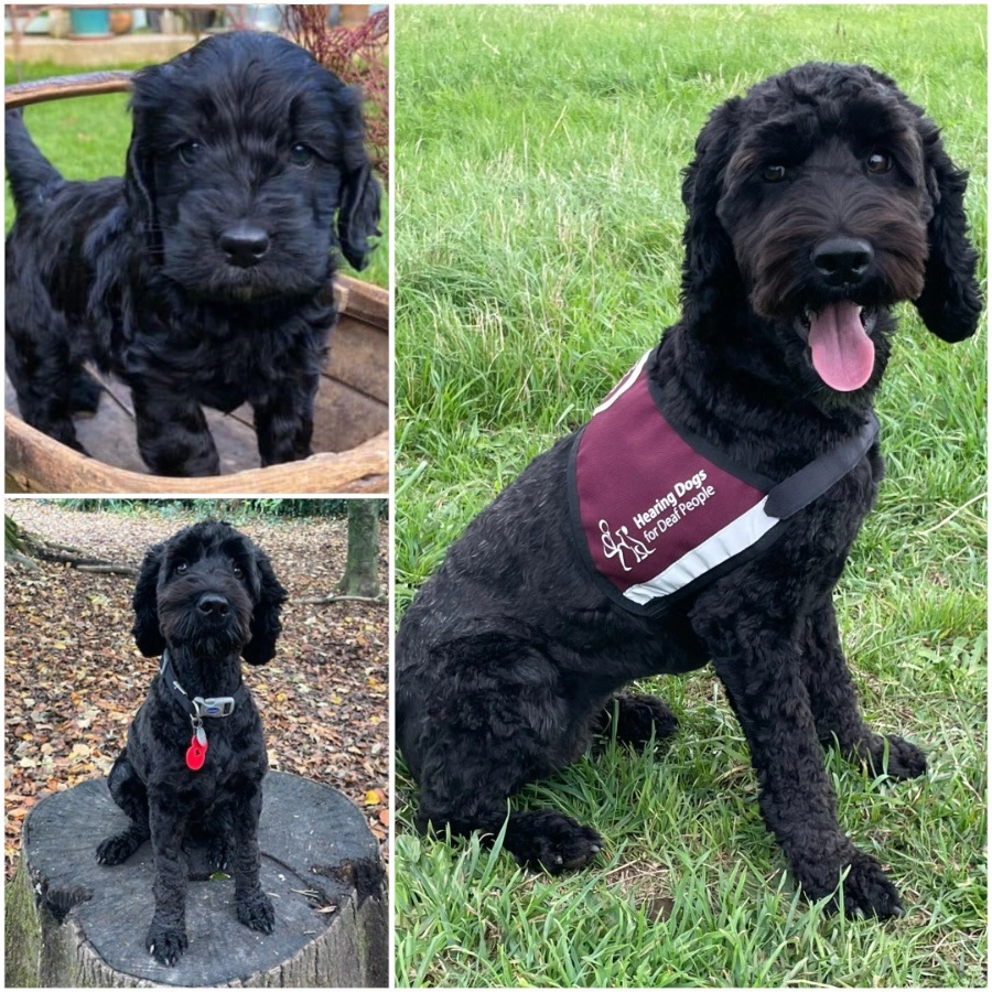 Collage of three photos of black cockapoo at different ages, starting with small pup to full grown hearing dog with jacket on the right.