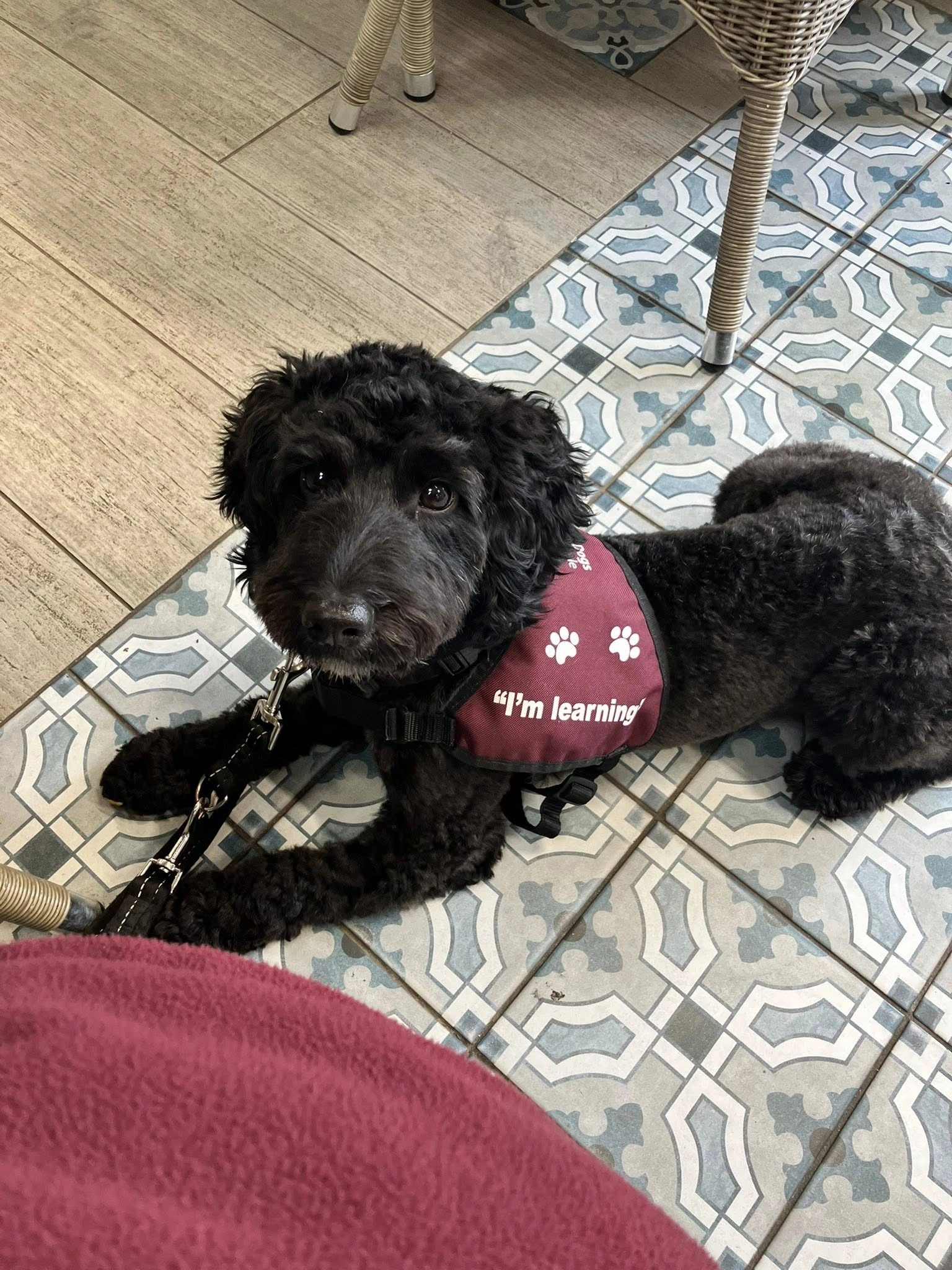 A curly black haired cockapoo is shown laying down on a rug, looking up intently. She is wearing a hearing dogs training jacket.