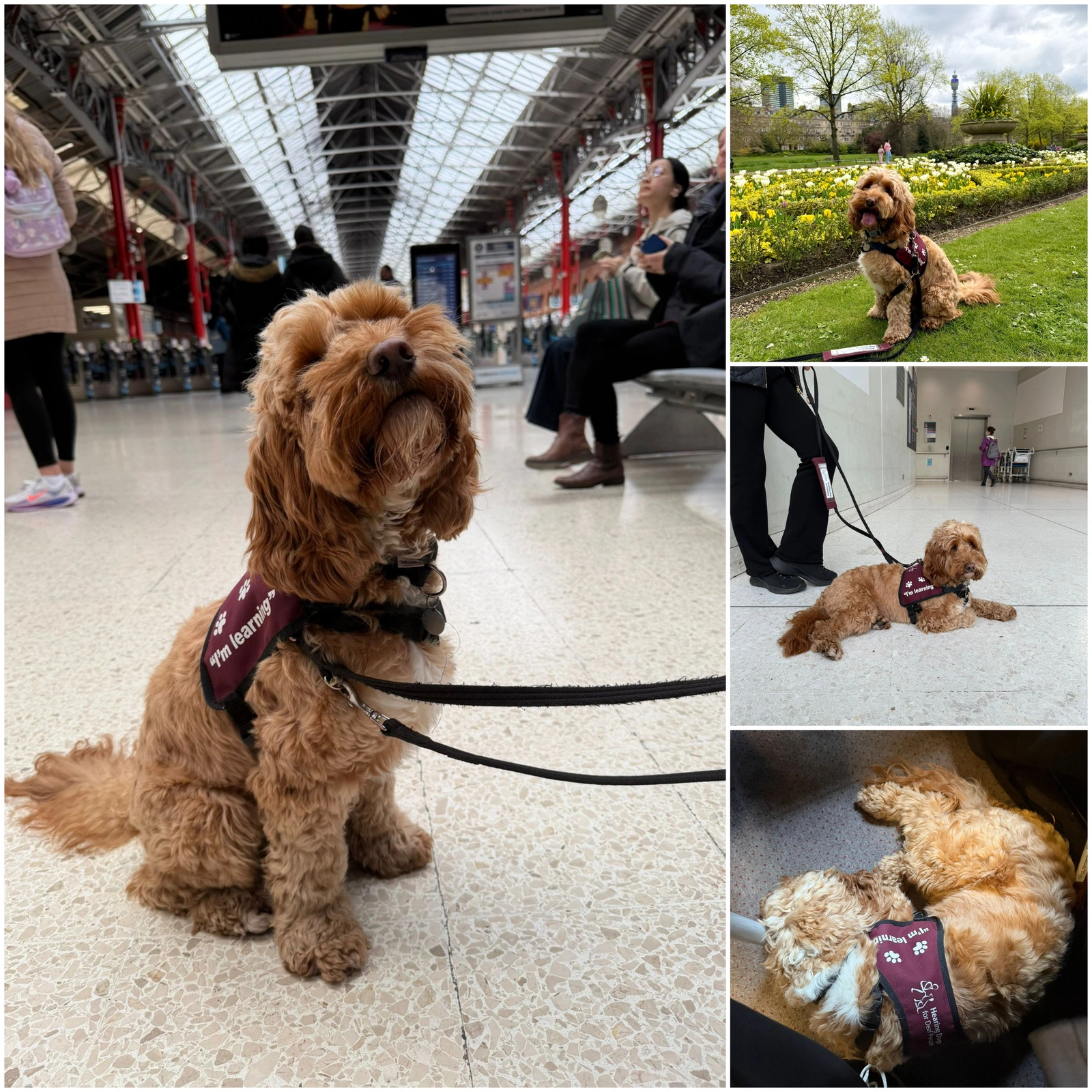 Collage of 4 photos of Kasper in different situations, including a train station and public park. He is also shown curled up asleep.