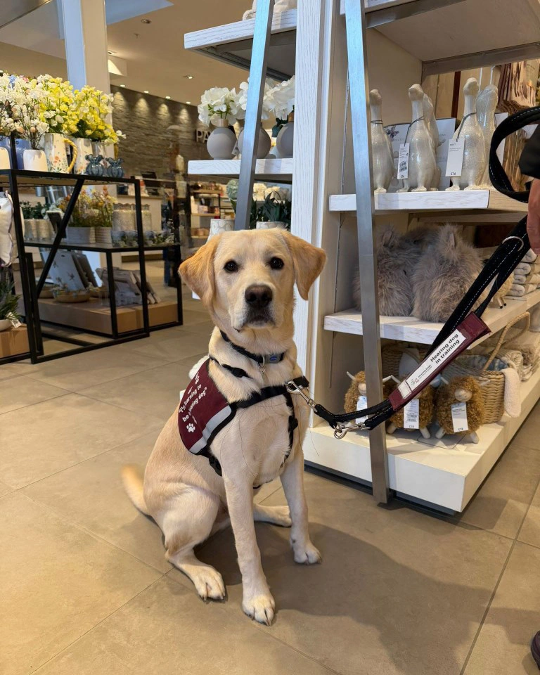 A light furred labrador with hearing dogs training jacket, sitting down calmly in a shop in front of shelves of vases and ornaments.