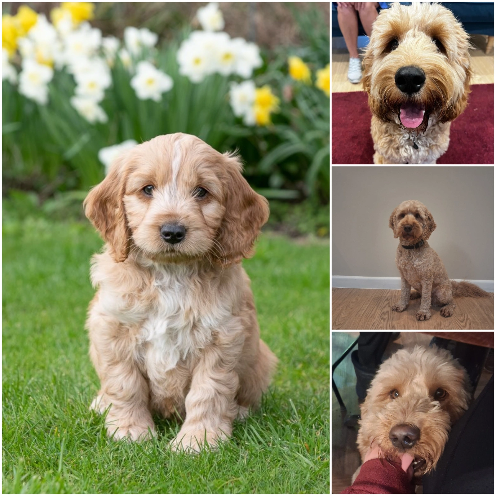 A dog with light brown fur shown in a collage of four photos, from a young pup, to older dog. 