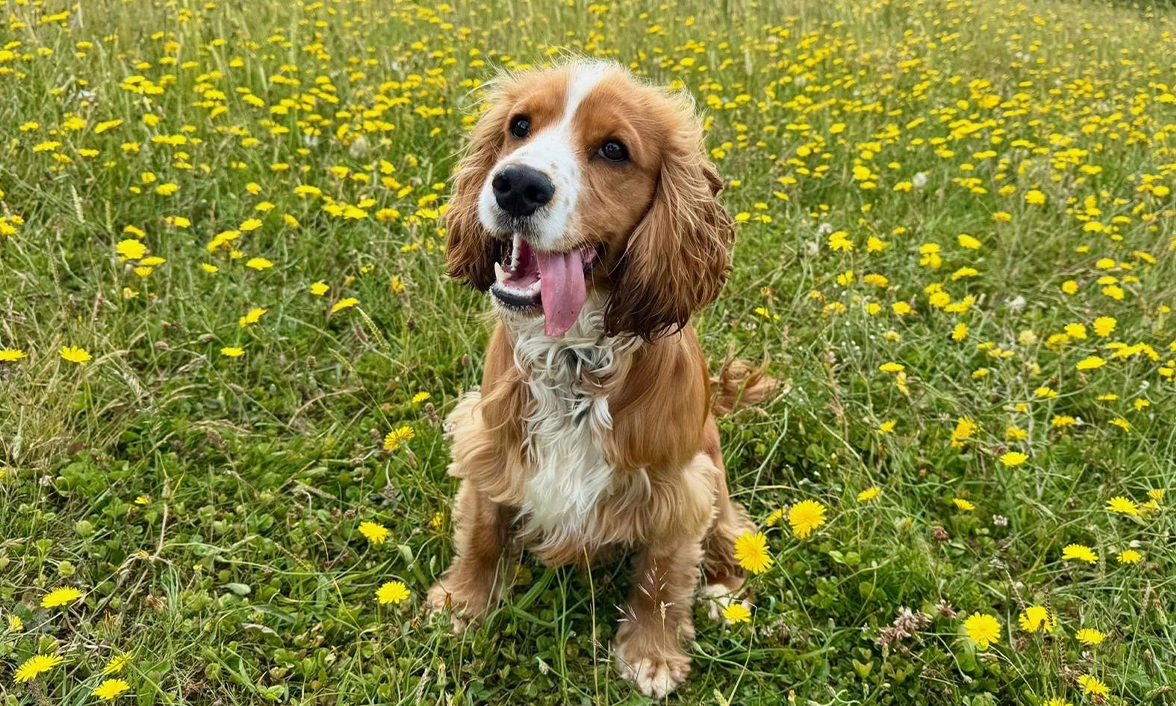 Golden Spaniel sitting in field of dandelions