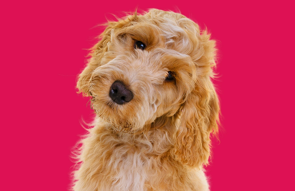 Cockapoo on pink background