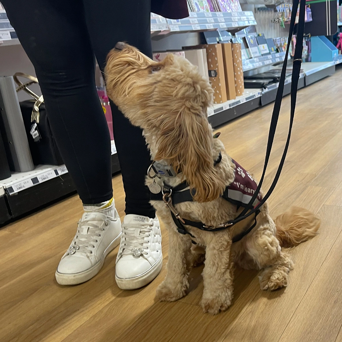 Golden Cockapoo sitting in shop wearing burgundy Hearing Dogs training jacket