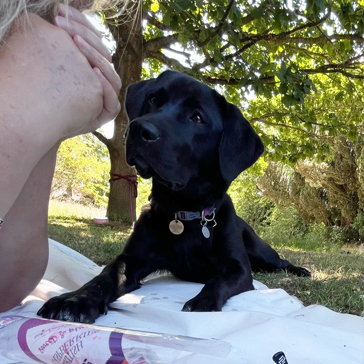 Black Labrador laying on picnic blanket in the shady grass