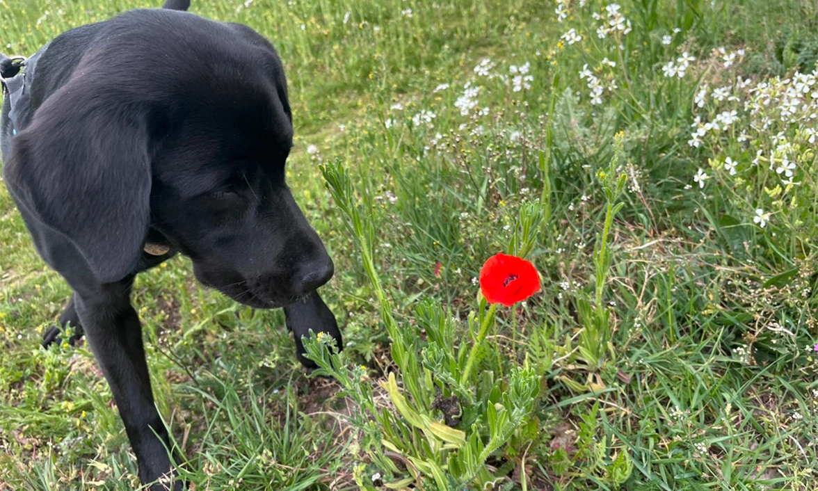 Black Labrador looking at a red flower growing in the grass