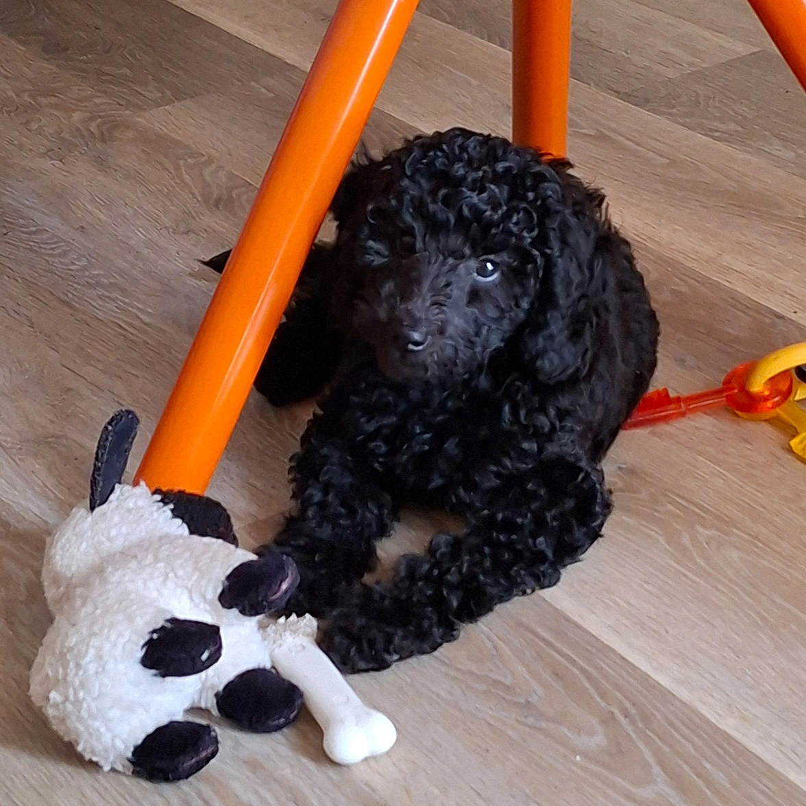 Black Miniature Poodle laying on floor with sheep toy