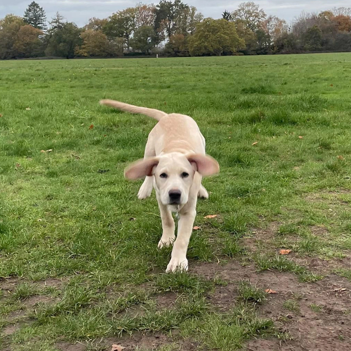 Yellow Labrador puppy running through grass with ears flapping and tail up