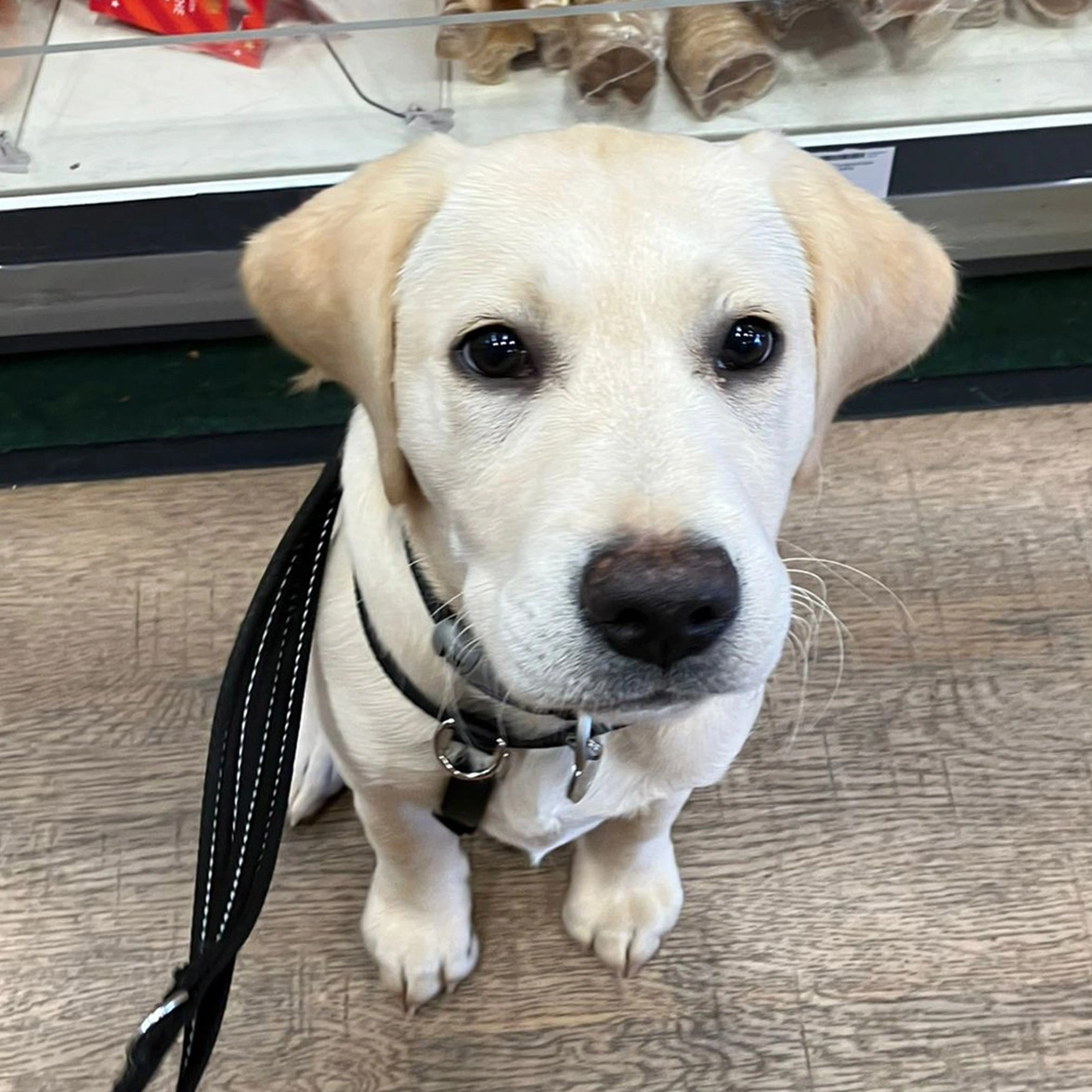 Yellow Labrador puppy sitting in shop