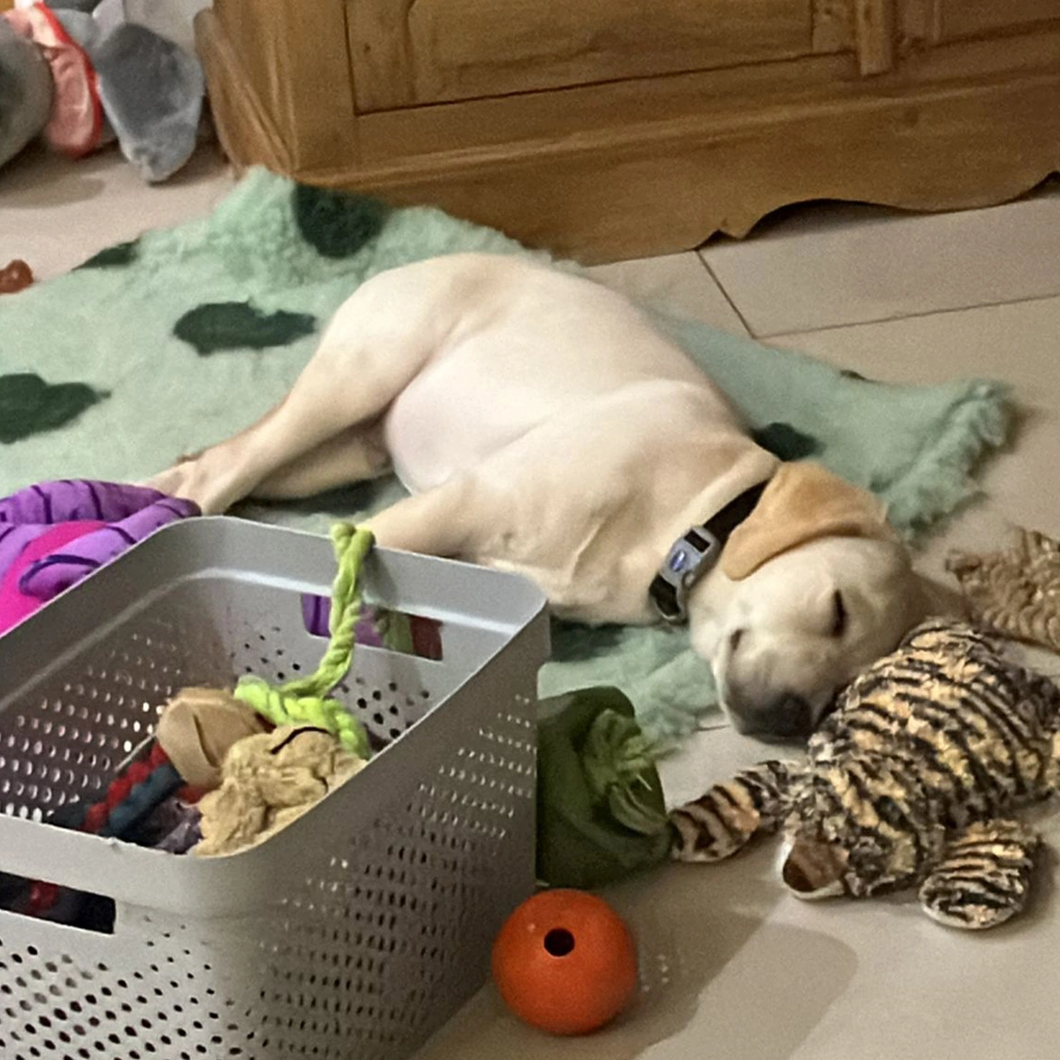 Yellow Labrador sleeping surrounded by toys