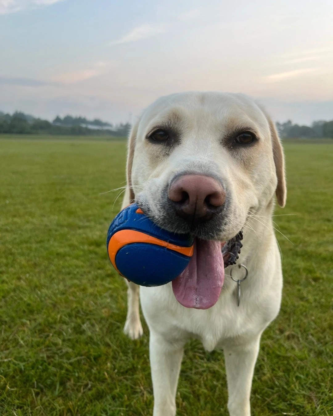 A white labrador, in a field holding an orange and blue ball in his mouth