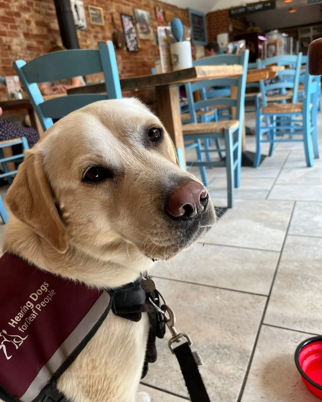 White labrador Buddy, is in a cafe, wearing his hearing dogs jacket. He is looking back towards camera.