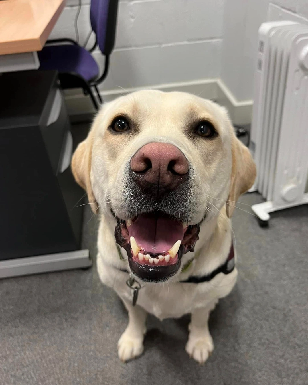 A happy looking white labrador, sitting in an office by a desk, looking straight at camera with mouth open.