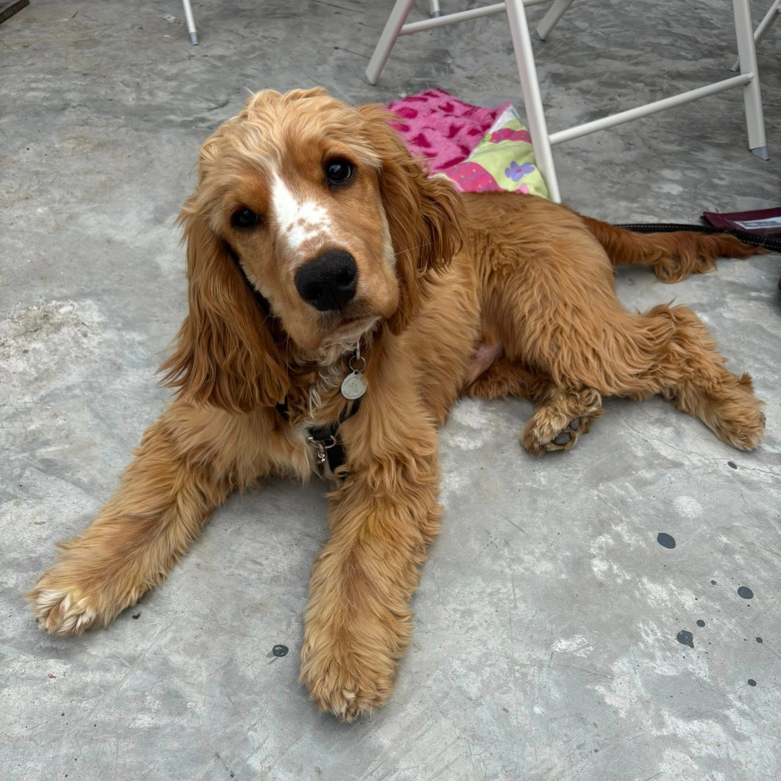 A light brown dog, head slightly titled, is laying settled on the ground