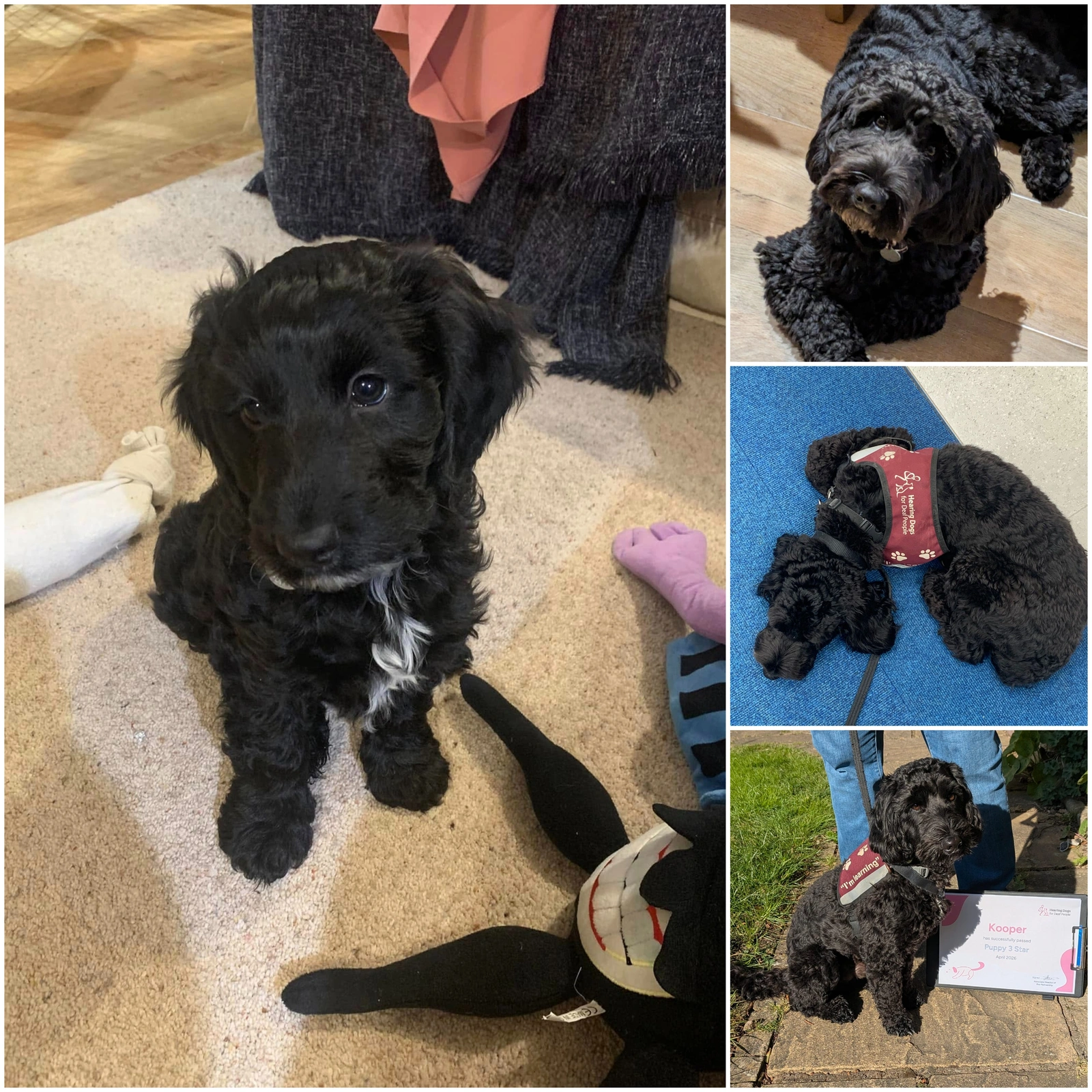 Collage of 4 photos of a black dog with small white chest patch. The main image on the left shows him as a young puppy. The rest show him as older with training jacket on.