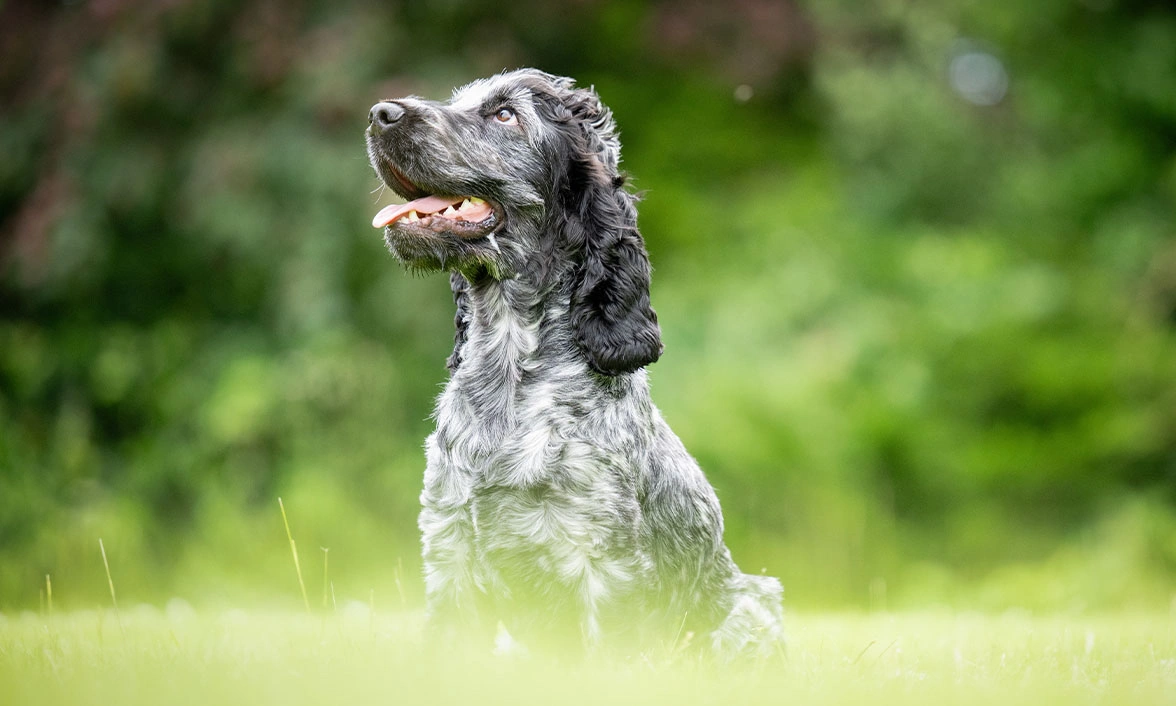 Blue roan spaniel sitting on grass looking up to his right