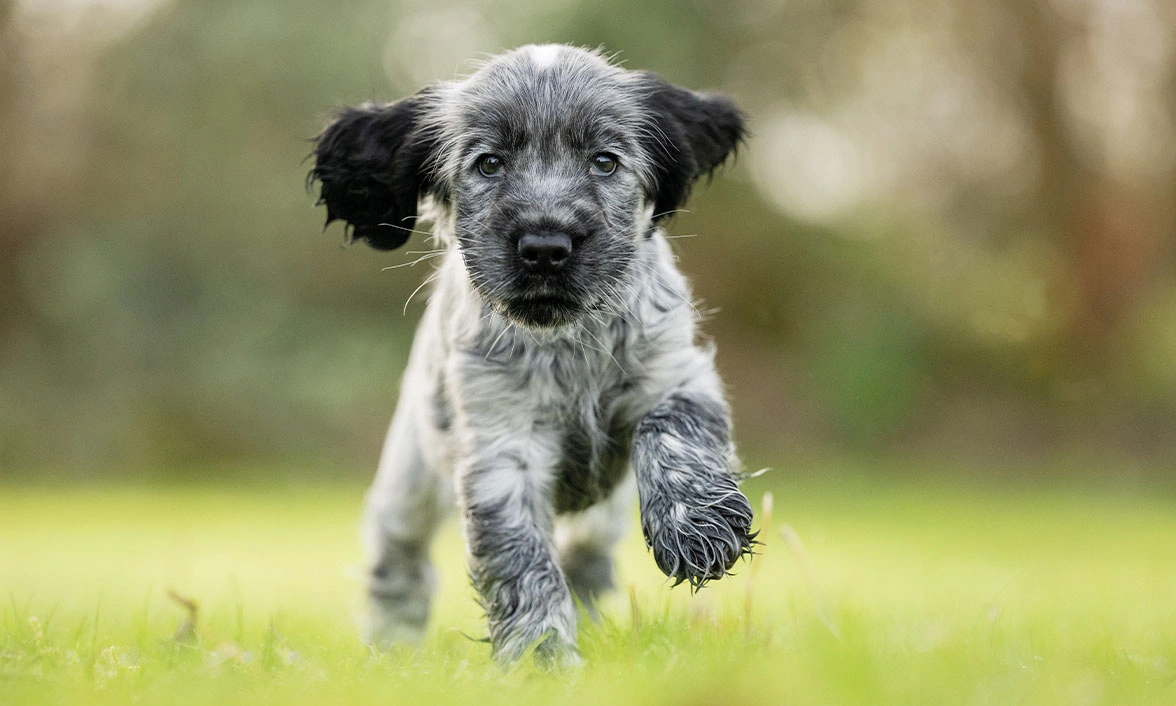 Blue roan spaniel puppy running on grass