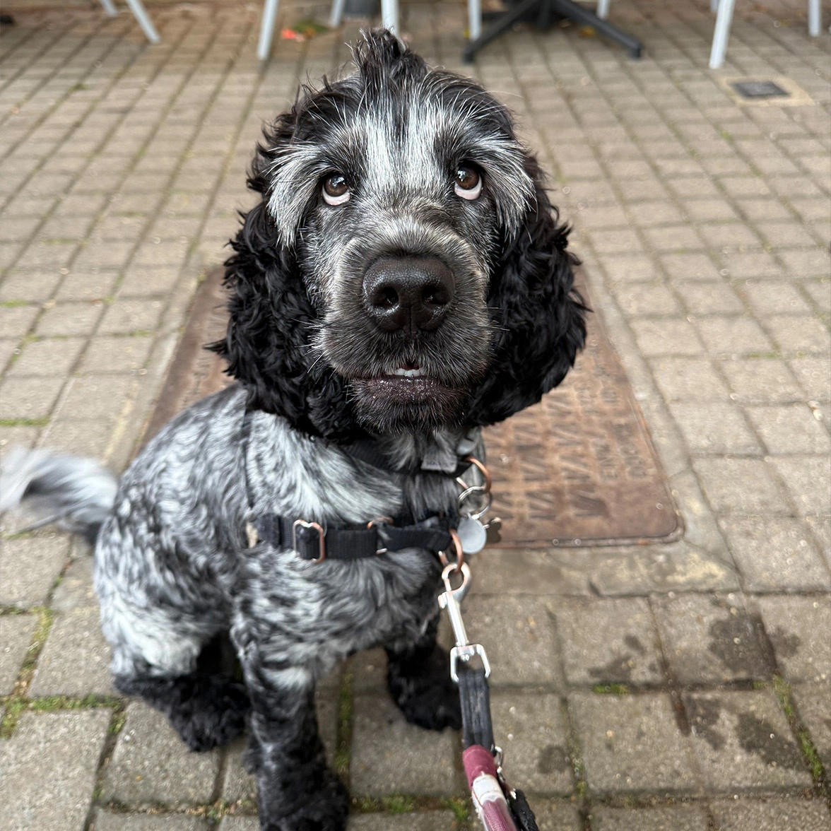 Blue roan spaniel sitting on pavement looking up above camera