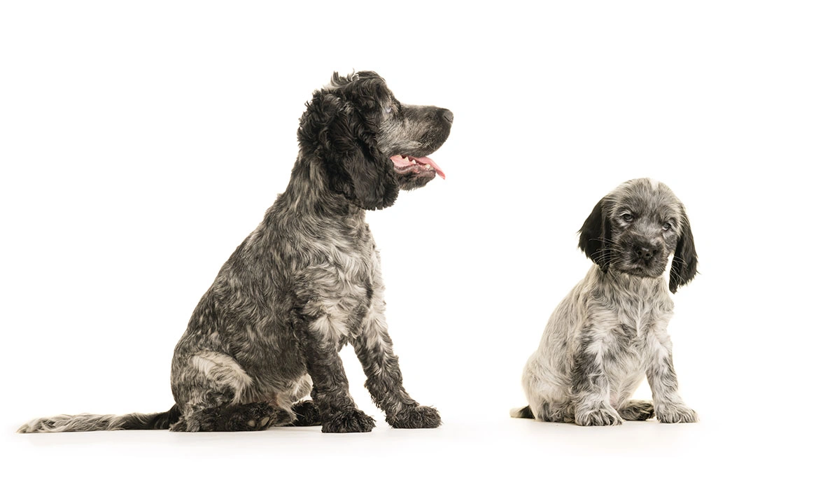 Adult blue roan spaniel, next to younger puppy version of himself on white background
