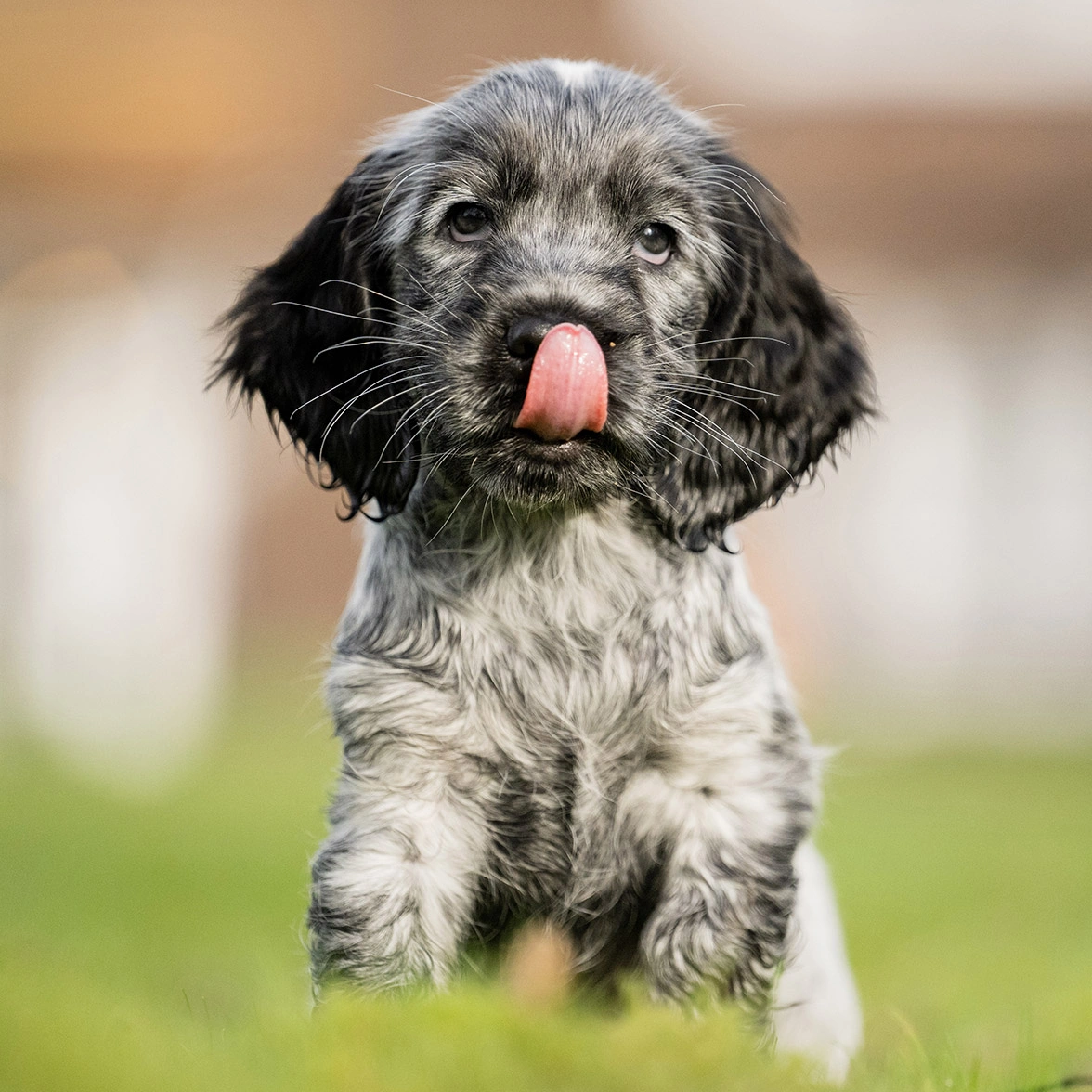 Blue roan spaniel puppy sitting on grass with tongue out