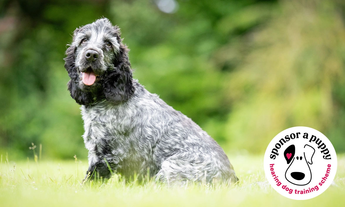 Blue roan Cocker Spaniel sitting on grass with circle 'Sponsor a Puppy logo' in bottom right corner