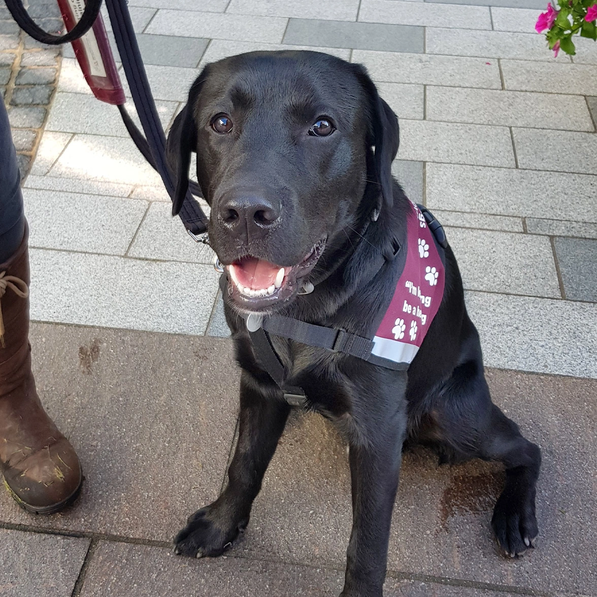Black Labrador sitting on pavement in burgundy learning jacket