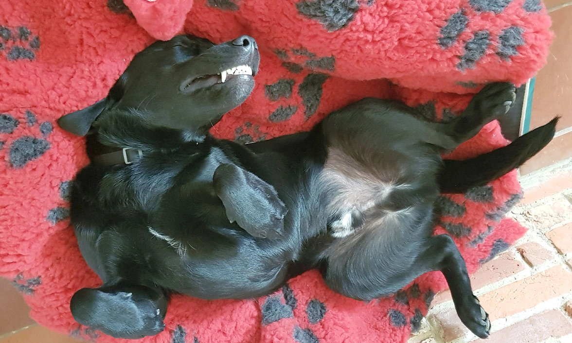 Black Labrador laying on back in dog bed with belly showing, looking very relaxed