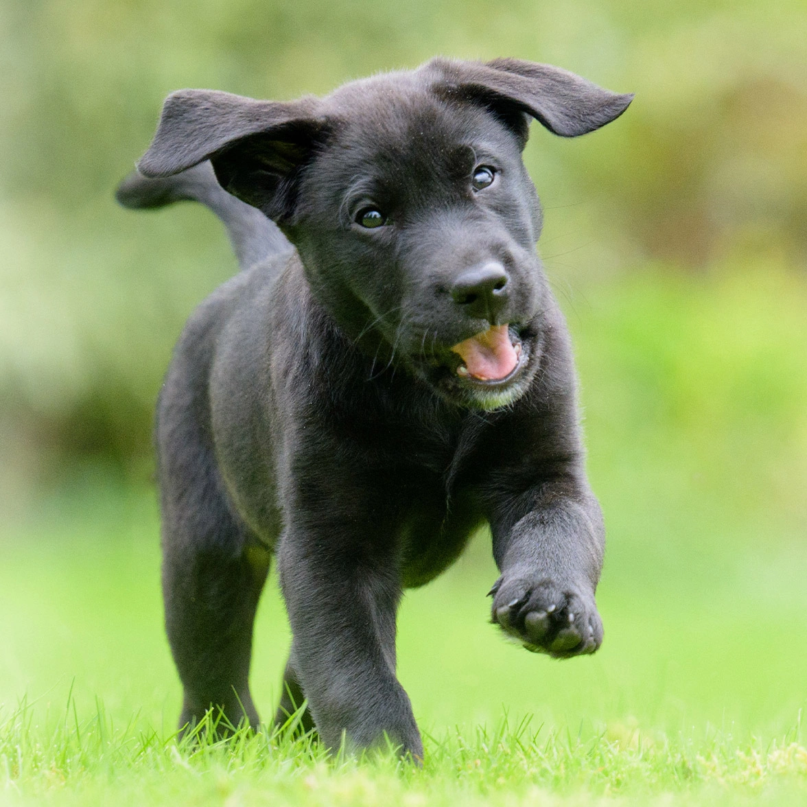 Black Labrador puppy running on grass