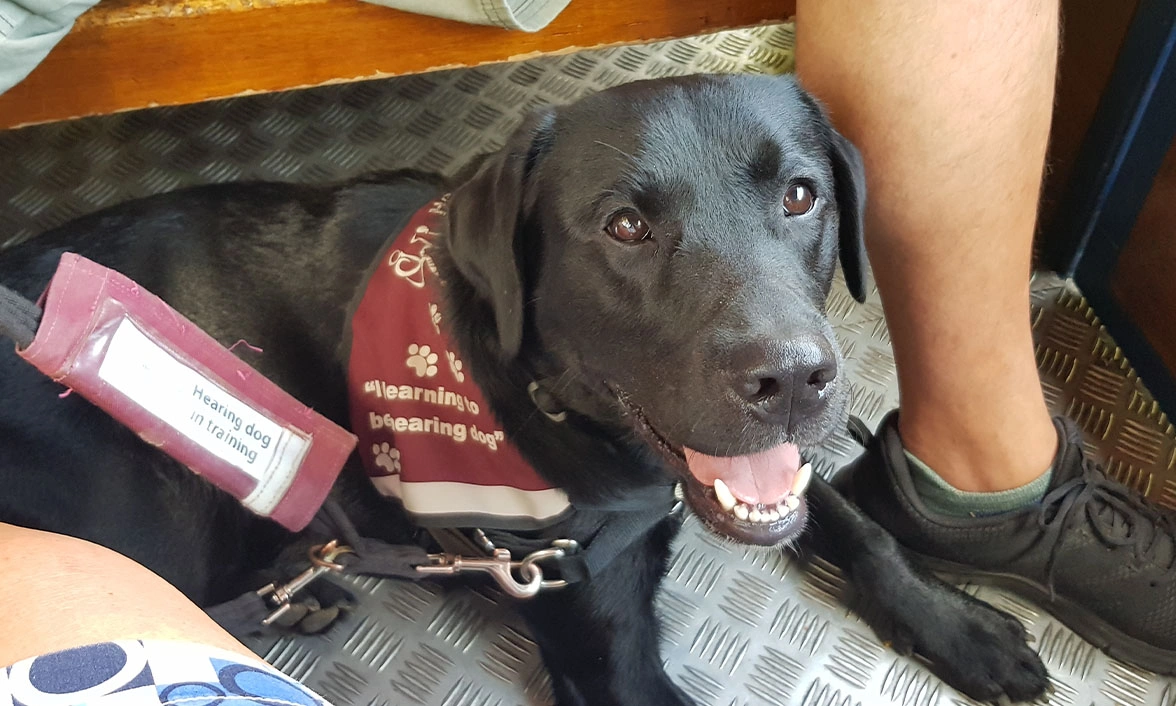 Happy-looking black Labrador laying down in between someone's feet in burgundy training jacket