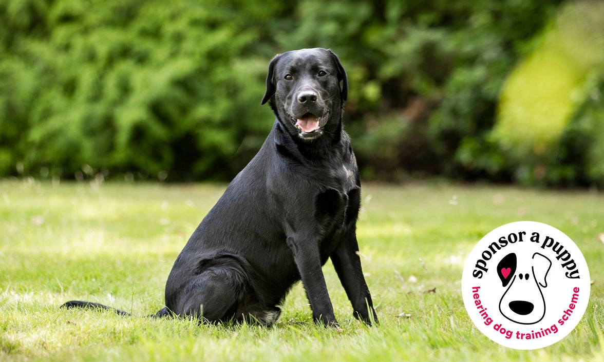 Black Labrador sitting on grass with circle 'Sponsor a Puppy' logo in bottom right corner