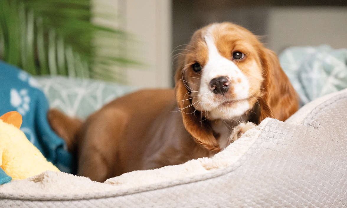 Puppy Lark nestled in her doggy bed, looking out.