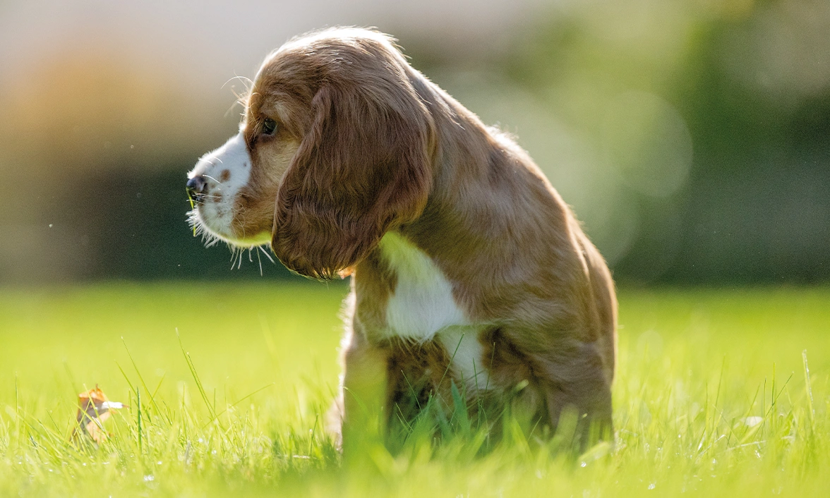 Puppy Lark is sitting on grass, looking to the left of frame.