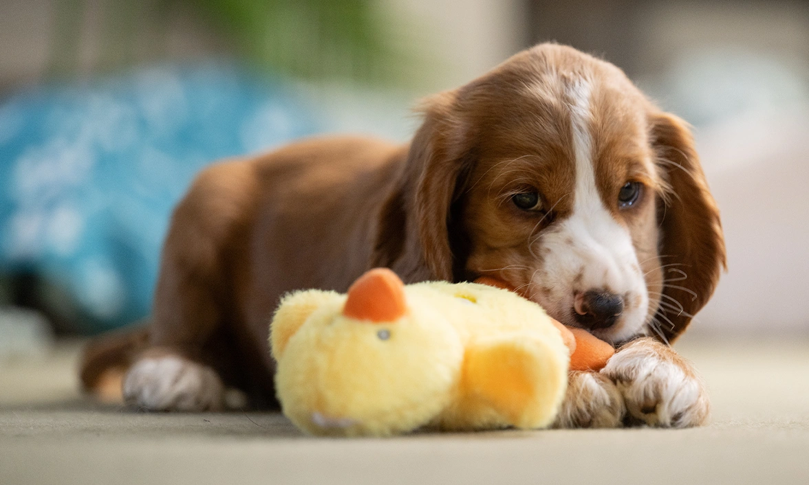 Little puppy Lark is laying on the floor, a plush duck toy caught in her front paws.