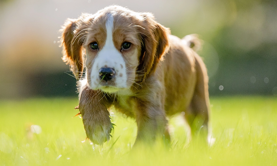 Lark, with her toffee and white fur is walking through grass, one paw slightly raised mid step.