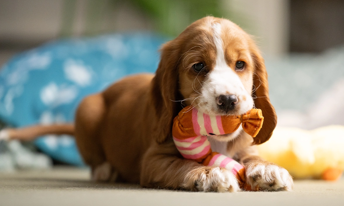 Toffee and tan puppy Lark, crouched on the ground, with a colourful toy in her mouth.