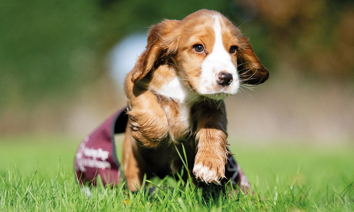 A cute pup, wearing an oversized hearing dogs jacket, playing on grass